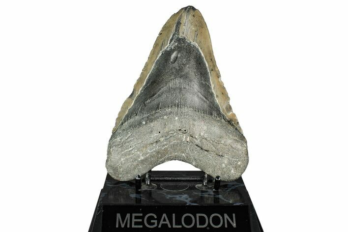 Bargain, Fossil Megalodon Tooth - North Carolina #343395